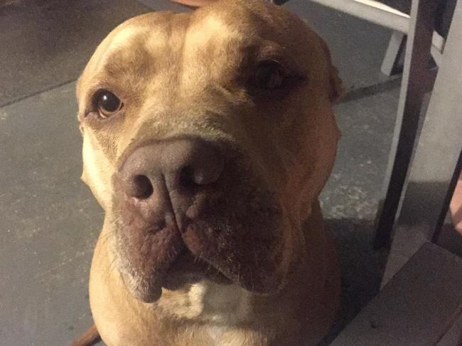 Sarge the Staffy has been given a destruction order by the Moreton Bay Regional Council after he is alleged to have bit someone. Picture: Sarge's family.