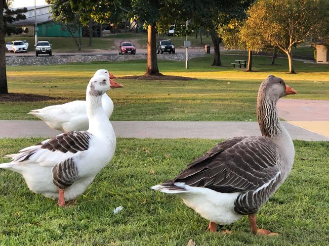 ‘Not meant to be there’: Geese to be removed from popular park