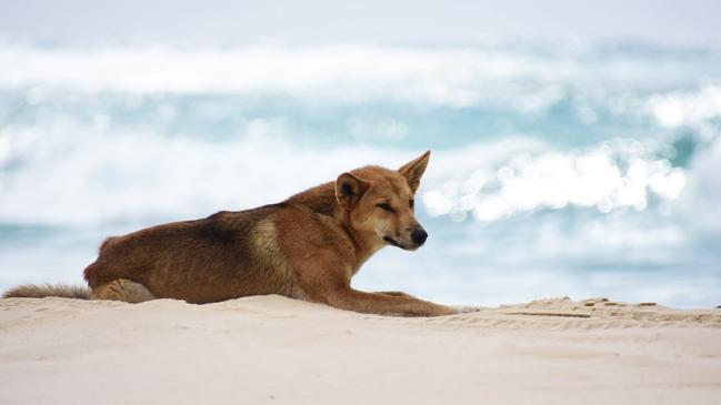 A dingo lazing about on Fraser Island.