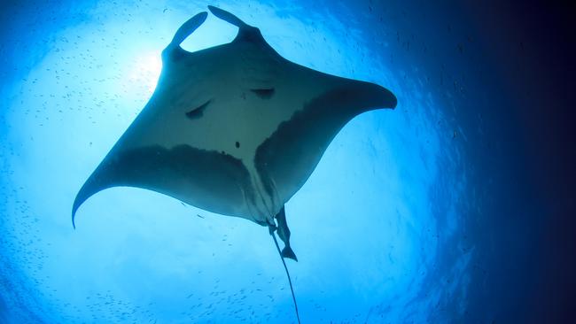 Many people visit the Maldives to dive with manta rays.