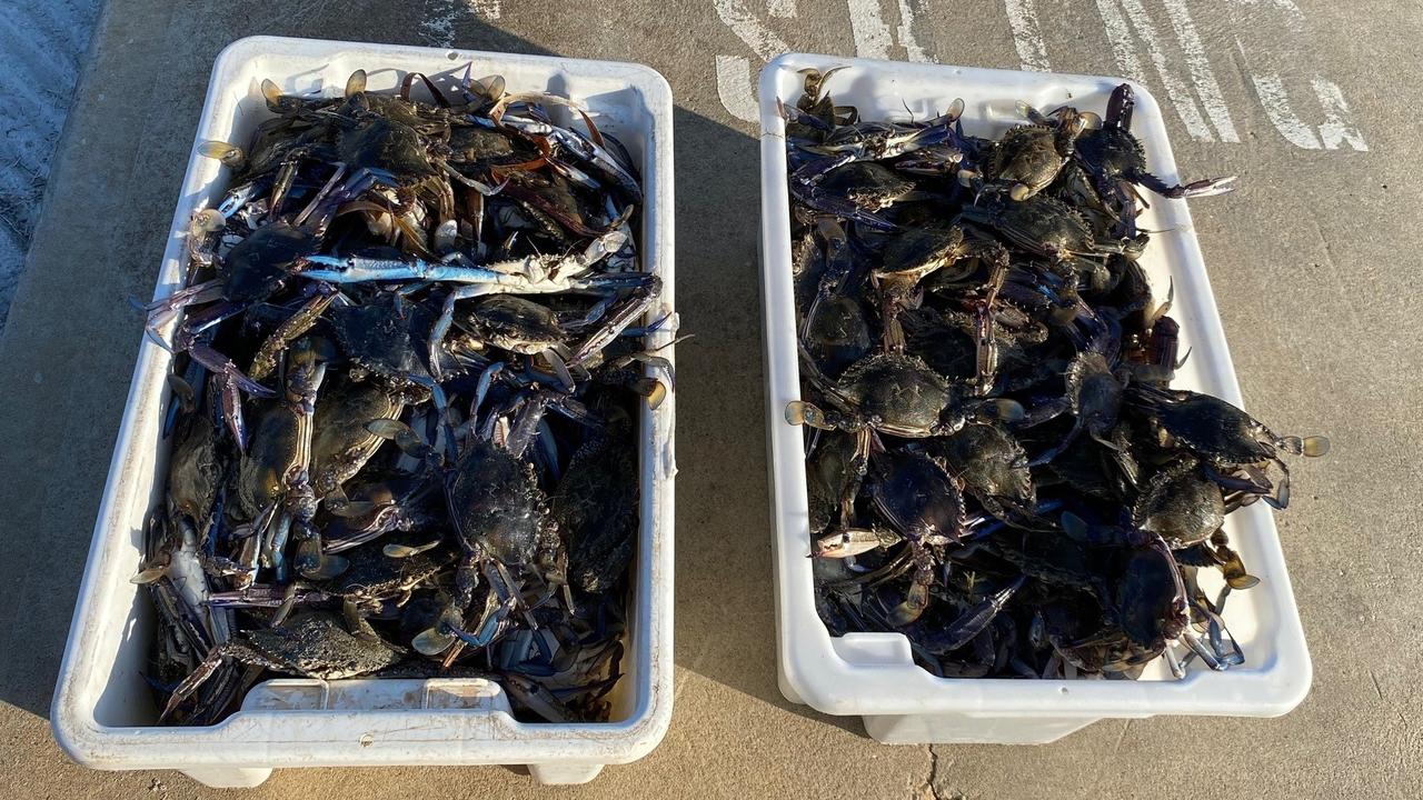 The two containers are well above the combined blue swimmer / sand crab catch limit of 20 per person. Picture: Primary Industries and Regions SA