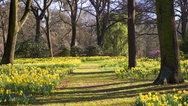 Spring in Christchurch, New Zealand, means thousands of daffodils in Hagley Park.