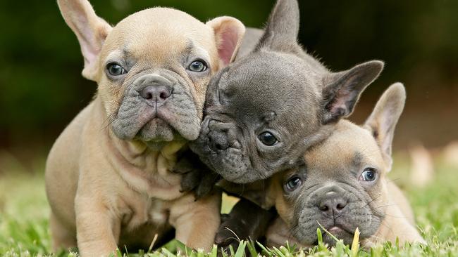 how old french bulldog pups hacve to be before sold