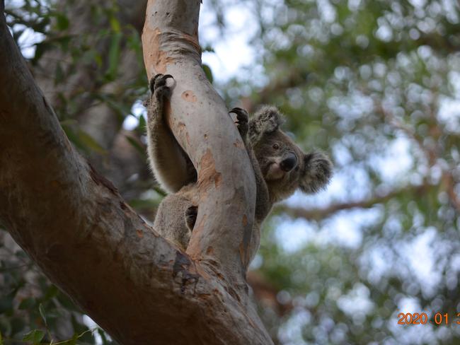 TIMELY REMINDER: Dave Wood took this photo of a healthy koala napping in a property on Sawtell Road near the Linden Avenue intersection last Thursday.