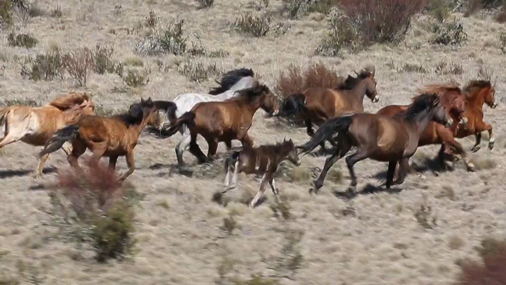 Snowy Mountains National Park Brumbies