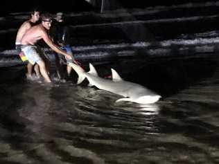 This 2.7m shark was reeled in off Teewah Beach. Picture: Contributed