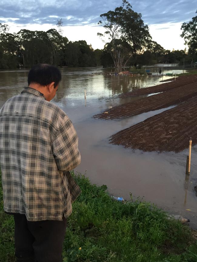 A market gardener assesses the damage. Picture: David Wu