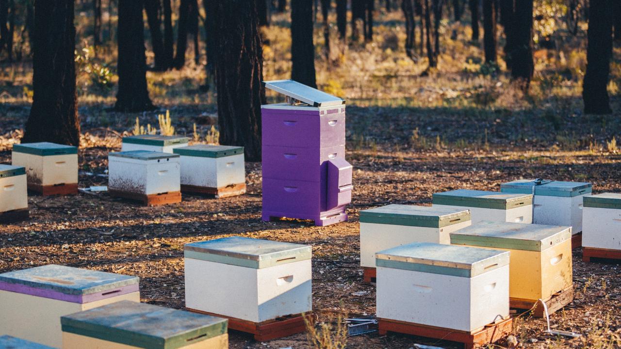 Cheesemaker Bega launches plan to save Australia’s honey bees from ...