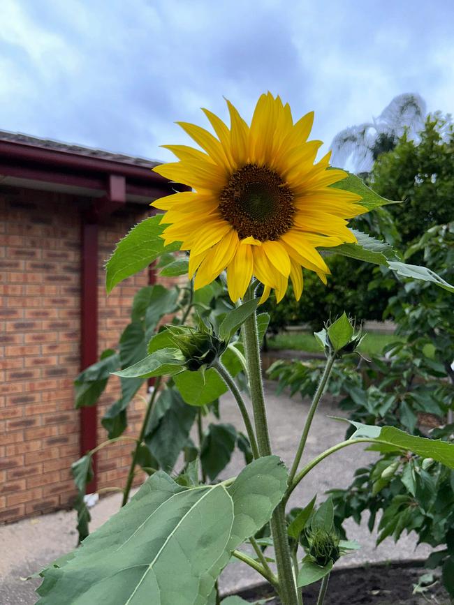 Bee on the backyard sunflower. Picture: Phillip Spathopoulos, Carrum Downs.