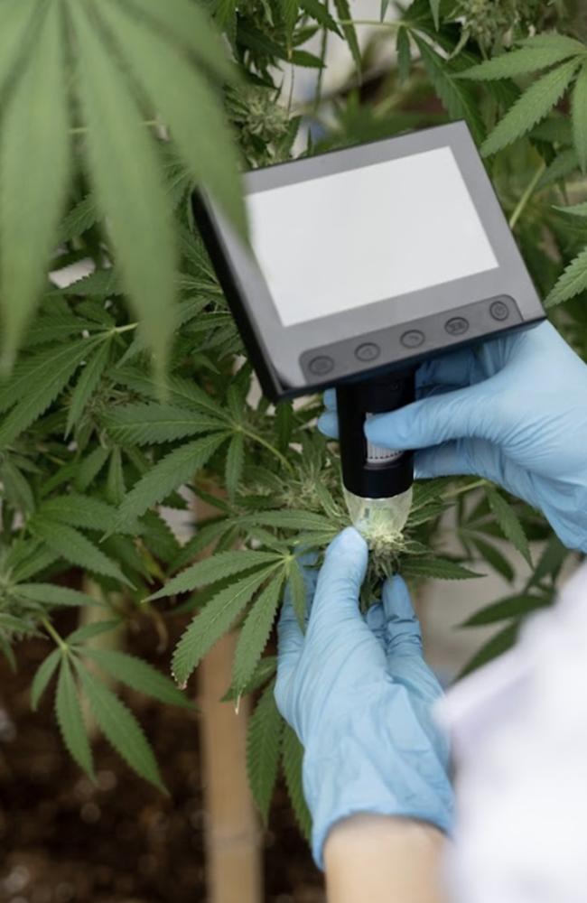 Byron Bay Bio says it has harnessed unique tech to unlock the cannabis industry globally. Picture: Supplied.