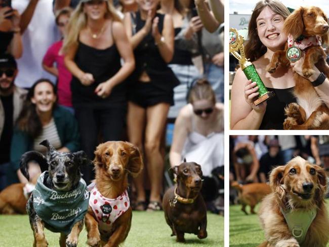 The second annual dachshund race, was the 'drool in the crown' for this year’s BrookieFest.