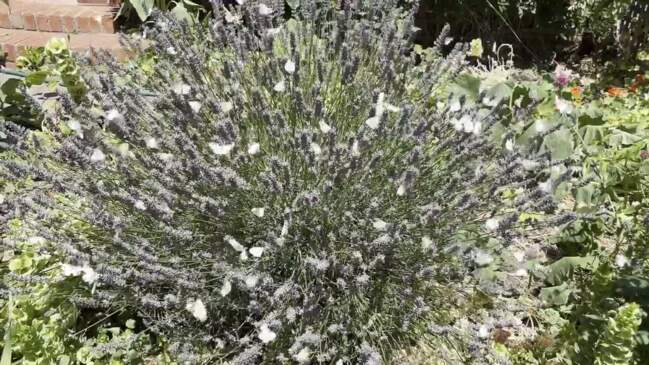 Cabbage moths descend on Geelong, Surf Coast