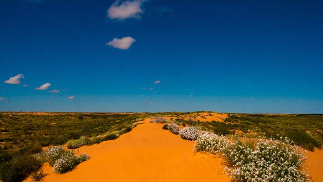 Orange desert landscape in the newly declared Munga-Thirri Simpson Desert National Park. Picture: Matt Turner