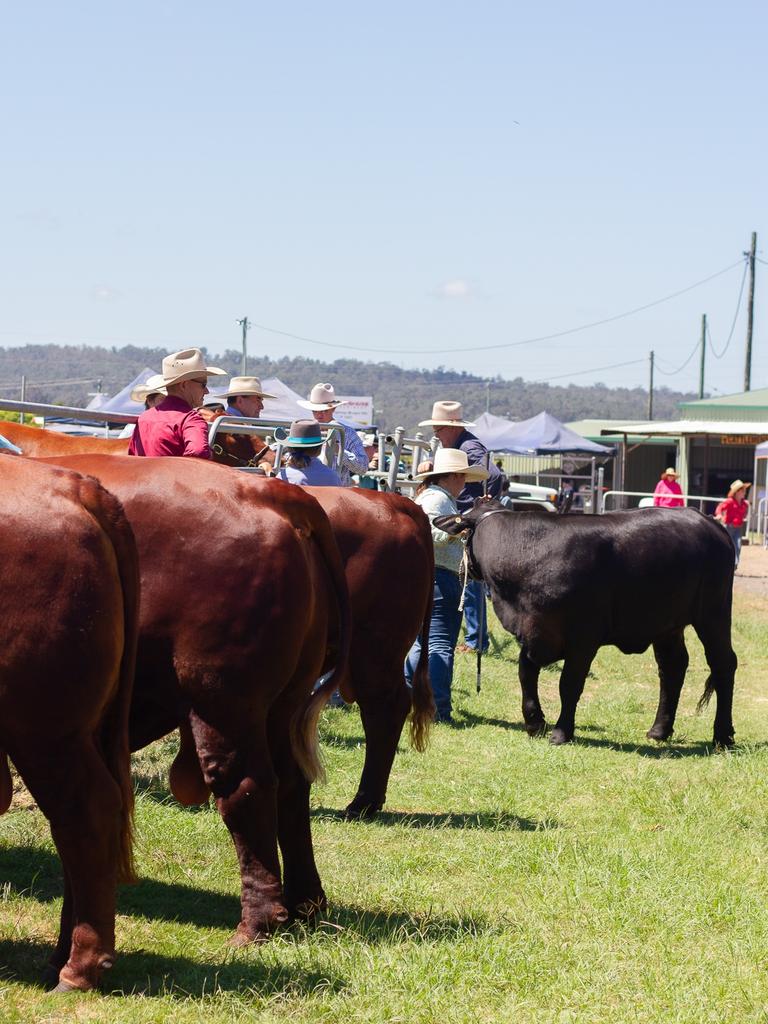 The cattle ring at the 2023 Murgon Show had good numbers.