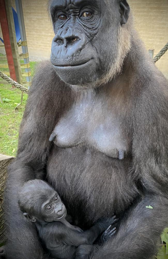 Baby Kendi was born on 8th February 2025. Pictured with Mum Kipenzi. Picture: Supplied