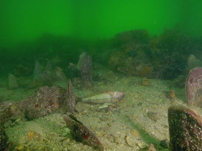 Edithburgh jetty has been devastated by a toxic algae bloom sweeping South Australia's coastline. Picture: Stefan Andrews courtesy Great Southern Reef Foundation