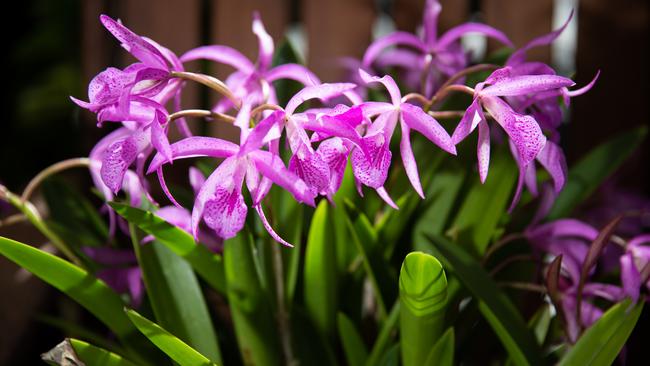 Caboolture Orchid Society is preparing for its winter show. Picture: Dominika Lis