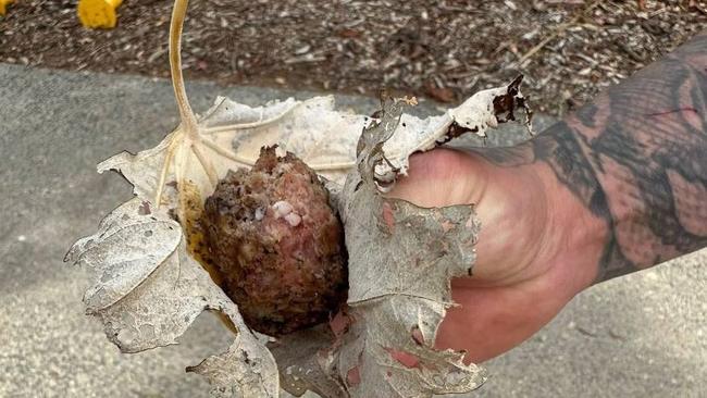Bait balls that were found by local residents in Commonwealth Park