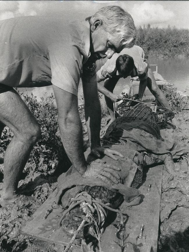 Conservation Commission ranger Ross Belcher (left) and Nick Robinson from the Darwin Crocodile Farm with the crocodile they captured on the Howard River just south of Darwin after the crocodile mauled two fishermen.