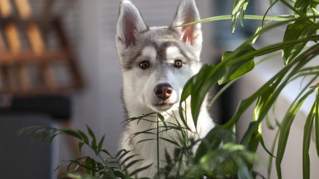 A small puppy among domestic plants