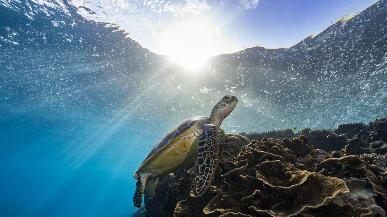 While the Great Barrier Reef experienced its sixth widespread coral bleaching event since 2016, experts say it's a misconception corals cannot survive bleaching.