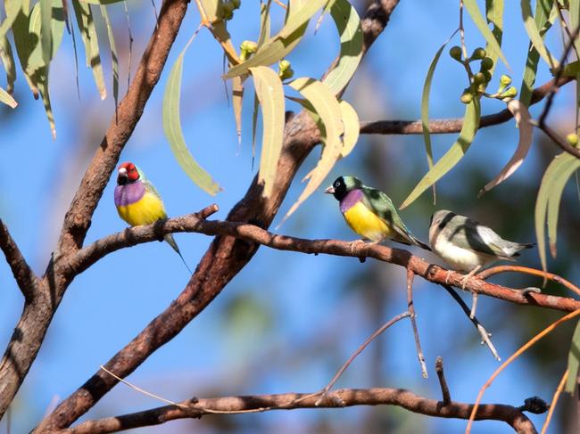 Protests against the Lee Point development have focused on preserving habitat for the endangered Gouldian finch. Picture: Luke Paterson.