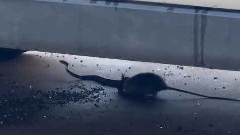 Rat takes on a snake in Darwin. Picture: Liam Shannon.