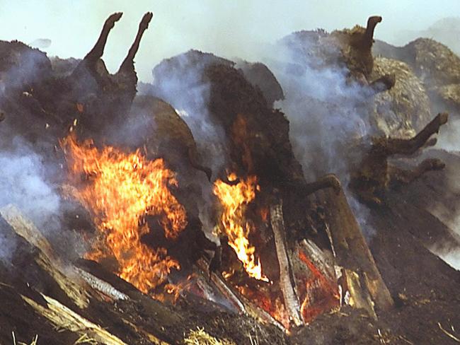 A firefighter looks on as about 600 sheep from France and Britain are burned as a precaution against the spread of foot-and-mouth disease at a farm in Bondues near Lille Mar 05 2001. (AP PicMichel/Spingler) animals diseases farming industry  flames smoke burning