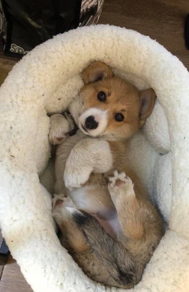 Porky the 10 week old Corgi pup was found killed at Yatala over the weekend.