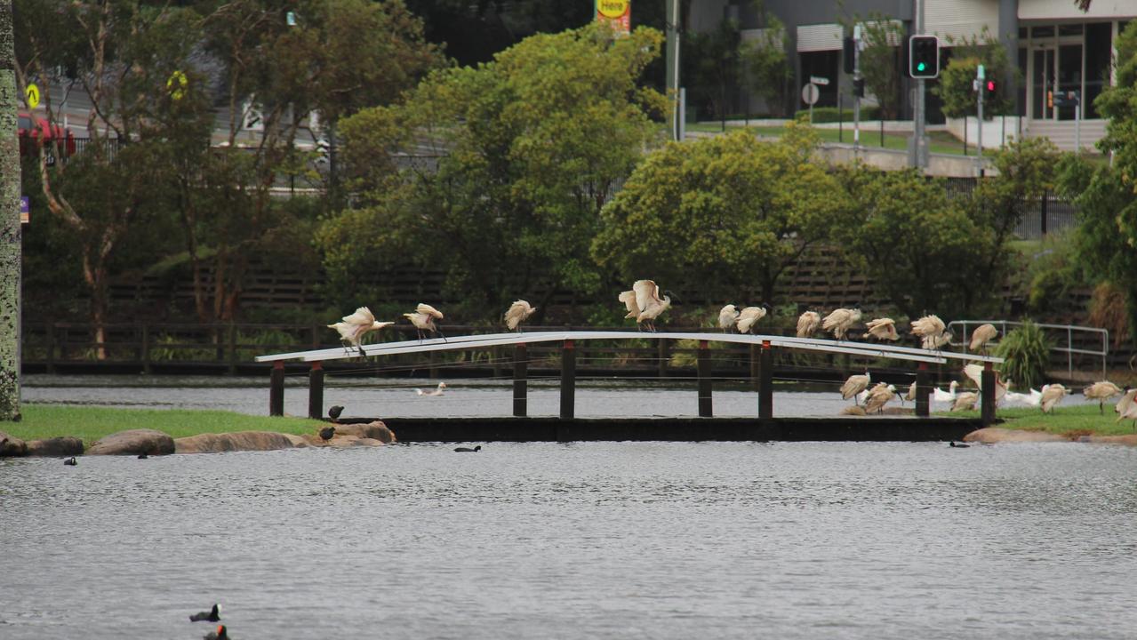 Centenary Lakes is looking very full after a weekend of heavy rain. PHOTO: ERIN SMITH for Redcliffe Herald