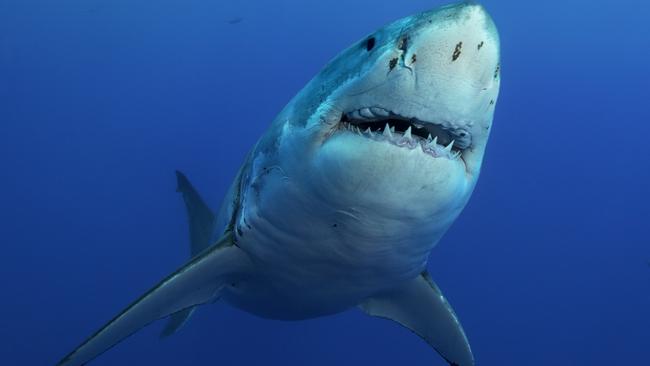 Any great white shark over two metres in length is considered dangerous and this one is four metres.