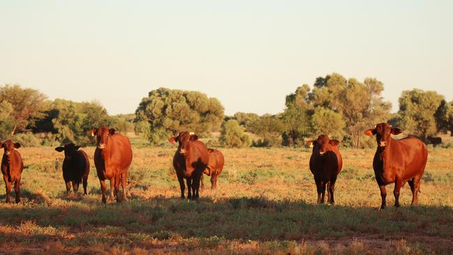 Large agri-businesses could be made to report their emissions under changes recommended to the National Greenhouse and Energy Reporting Act by the Climate Change Authority.