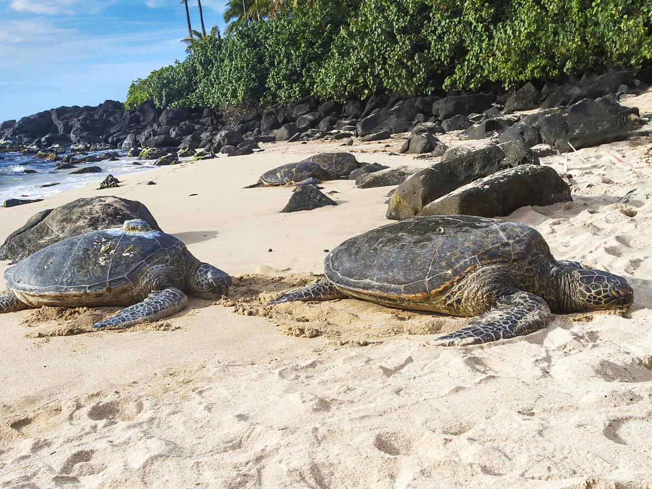 Turtle Beach Oahu Hawaii