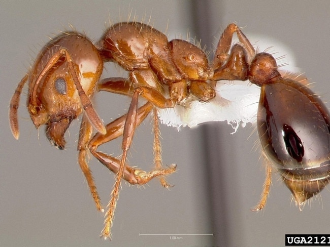 Fire ants have been found in Oakey. Photos: Invasive Species Council