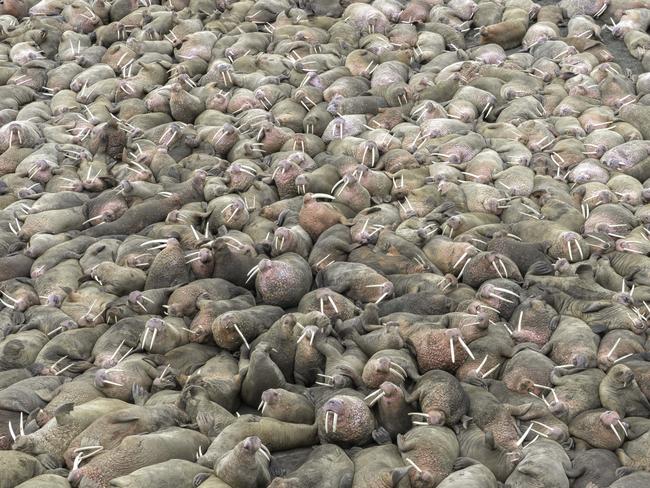 A herd of thousands of walruses crowded together on an Alaskian beach. Melting sea ice forced the animals ashore. Walruses are sociable animals and known to assemble in herds of several hundred, but a gathering of thousands is rare. Picture: Rick Beldegreen/Solent News