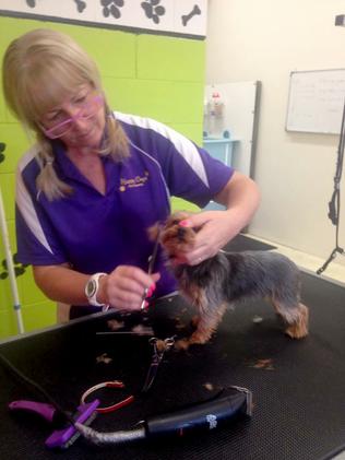 Trigger happy ... “Pistol” being groomed by Happy Dogz salon's Lianne Kent. Picture: Lianne Kent