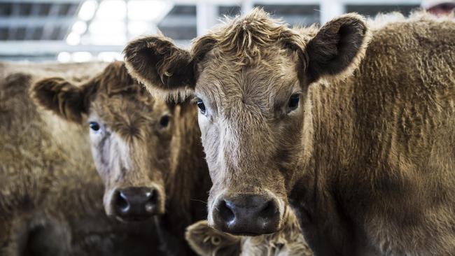 A Brooklyn tallow manufacturer has been fined by the EPA after neighbours complained about a foul stench coming from the property. Picture: Zoe Phillips