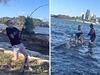 Huge bull shark caught in Sydney Harbour