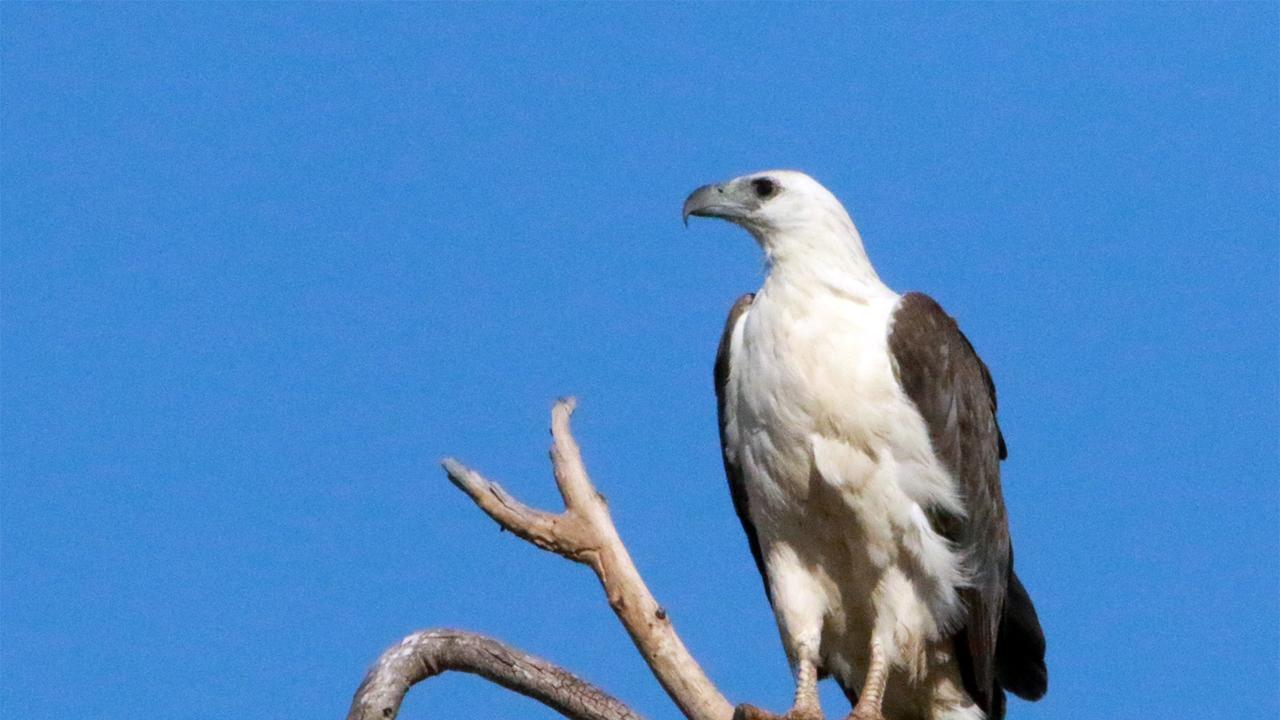 BRIGGSY’S BIRDS: Majestic sea eagle graces our skies | The Courier Mail