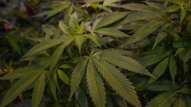 Picture of a cannabis plant taken at the Cannabis Expo Brazil, a hemp and cannabis industry exhibition, in Sao Paulo, Brazil, on September 15, 2023. (Photo by Nelson ALMEIDA / AFP)