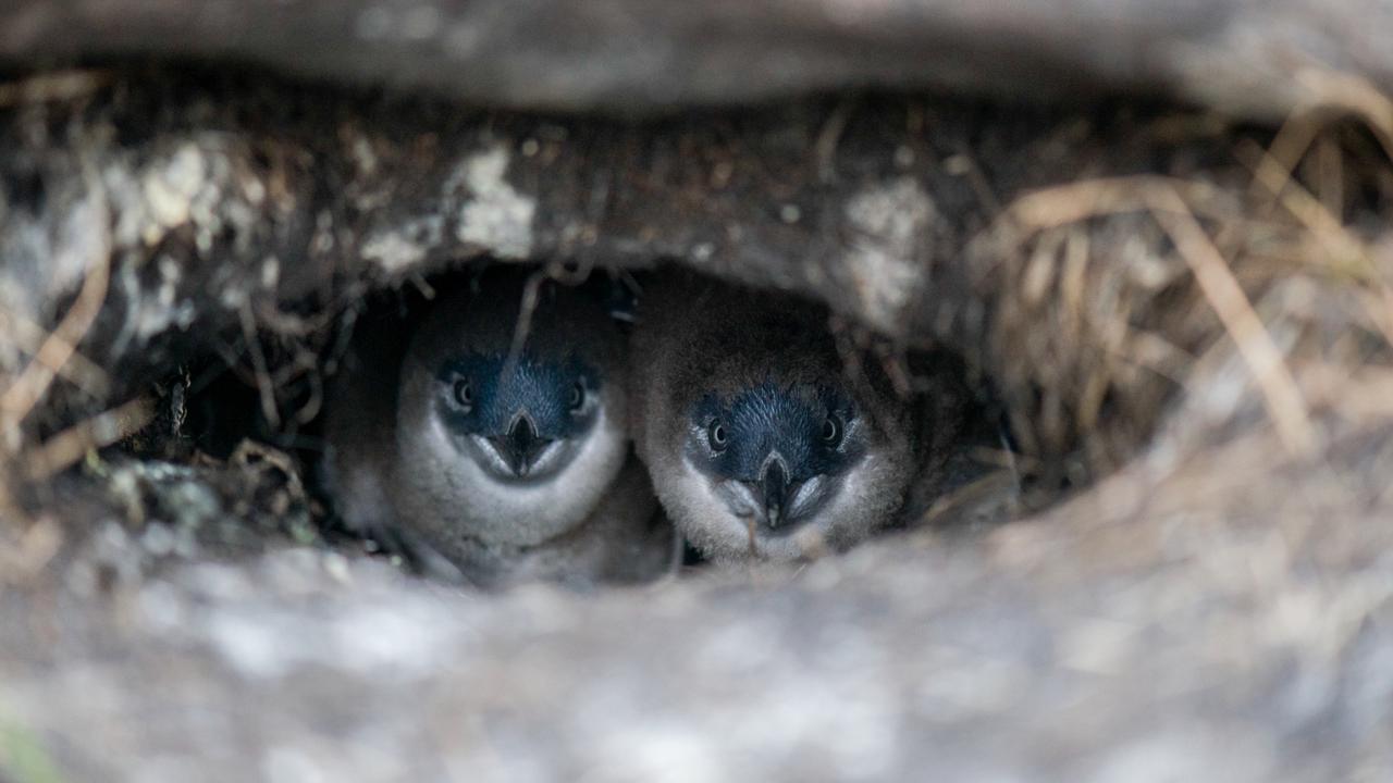 The penguins at Bicheno return to their families after a big day catching food in the ocean off Tasmania. Picture: Bicheno Penguin Tours