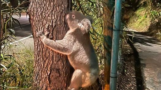 Gold Coast resident Brianna Lee shared a post to a Facebook community page which said an Uber driver witnessed another motorist hit a koala twice near Tallebudgera road in Burleigh Heads on Monday. Photo: Brianna Lee