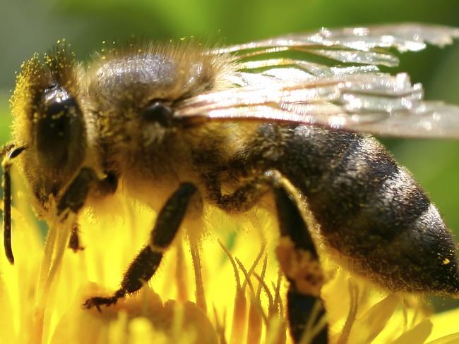 iStock Picture. A bee on a flower collecting pollen. Picture taken from iStock.