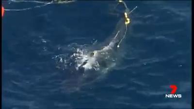 Watch the full dramatic rescue of humpback whale on Gold Coast. Vision: 7 News Gold Coast