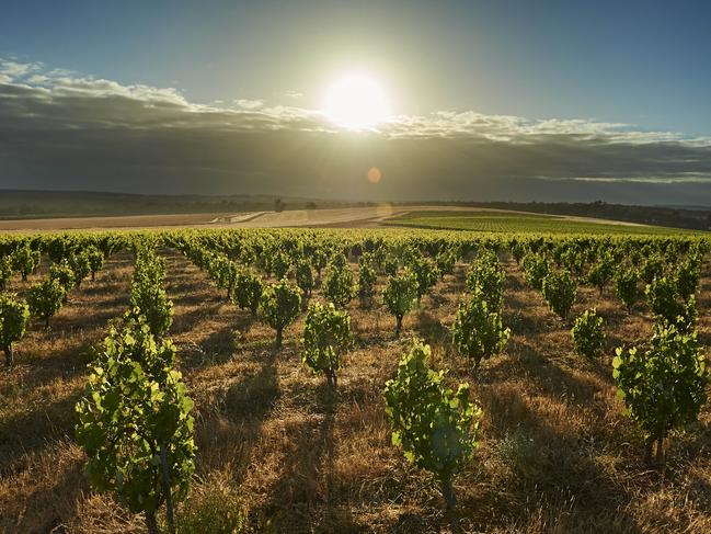 Vineyard of the year, Swinney vineyard