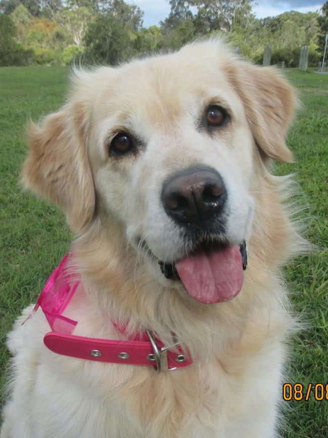 MISSY: This people-loving golden retriever is about to farewell Broadbeach Waters for her new home in Christchurch. Safe travels, Missy!