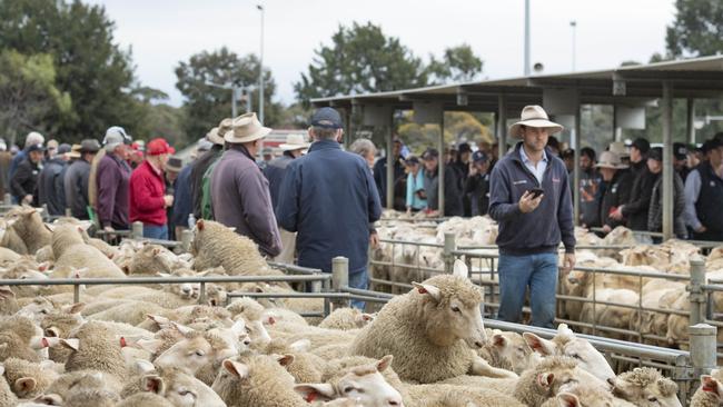 Buyers gather at Bendigo sheep and lamb market. Picture: Zoe Phillips