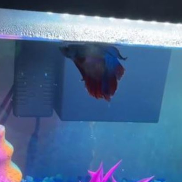 Brionna’s fish in his new set-up. Picture: TikTok