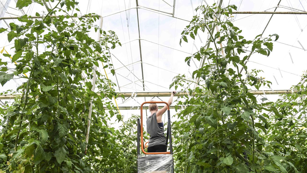 The hydroponic tomato growing operation.