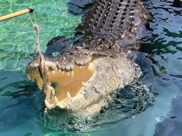 A saltwater crocodile during feeding time at Crocosaurus Cove. Credit: Facebook / Crocosaurus Cove